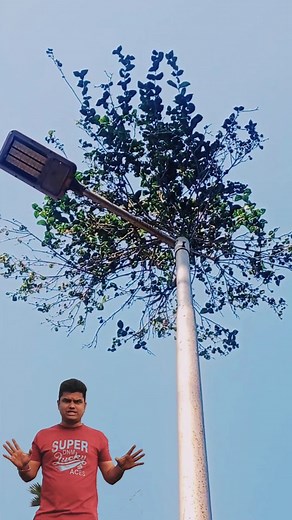 58K views · 7.9K reactions | There is a tree above the street light  #streetlights #odisha #puri | Chiku Rout Sabir | Facebook