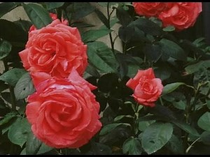 Shield grafting a rose bush
