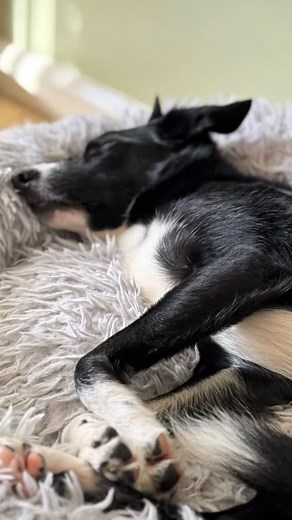 Rest isn’t a set back - it’s an investment. Dogs who get proper breaks often perform better and get to enjoy agility for longer. Physical recovery - Agility puts strain on joints and muscles. Scheduled rest periods allow their bodies to fully recuperate, keeping them strong for the long run. Mental Wellbeing - Agility is exciting, but it’s also mentally demanding. Breaks give dogs time to relax and avoid mental fatigue. They come back eager and ready to perform at their best! Variety helps to bu