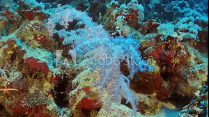 Discover the colorful beauty of a tropical coral reef, teeming with vibrant soft corals and marine life. These images capture the stunning diversity and richness of underwater ecosystems.