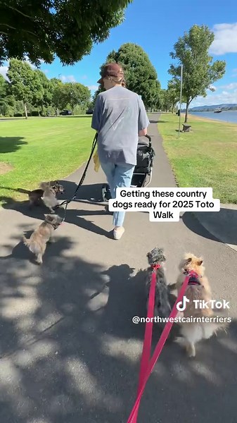 Cairn Terriers Prepare for the 2025 Toto Walk