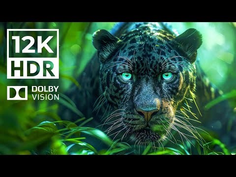 ALL TIME BEST 8K HDR IN 40 FPS - 8K ULTRA HD IN DPLBY VISION #8khdr