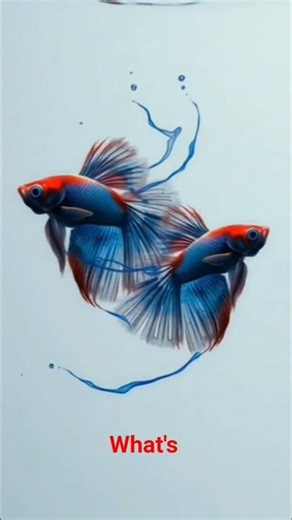 Why These Female Betta Fish Are Fighting