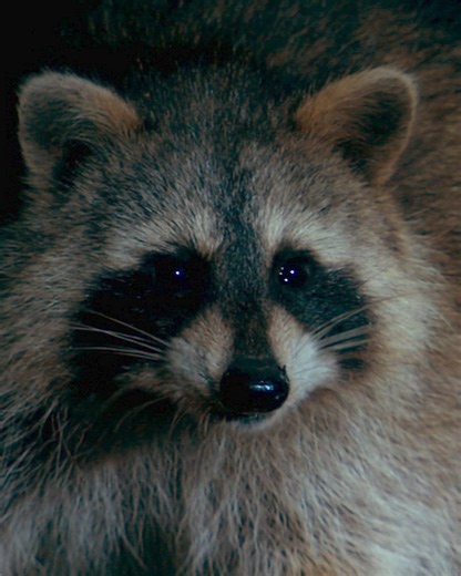 6.9K views · 137 reactions | Raccoon Bandits Stole Our Sandwiches! | Wild Kratts | Facebook