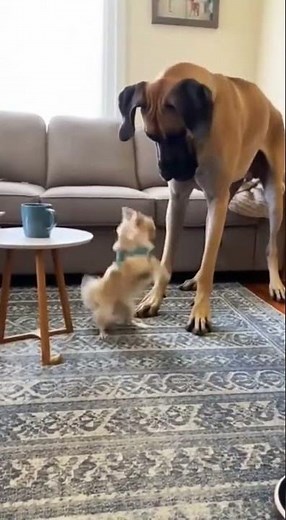 Massive Great Dane Meets Tiny Chihuahua #funnydogs #greatdane #chihuahua #entertaininganimals
