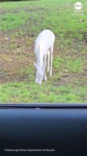 Rare albino deer spotted in North Carolina