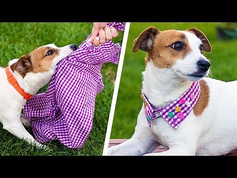 13 Cute Dog Hacks! Paw-sitively Creative DIY Crafts