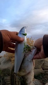 Big Topwater for fall stripers #likebite #romanmadeusa #striperfishing Full video- https://youtu.be/dmQU7Ga_lB0?si=mIgsLUJ9S4ptyjxM | Damian Thao