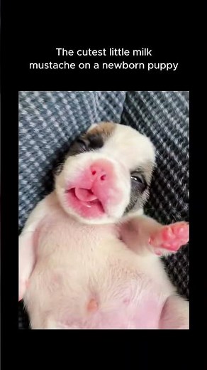 Tiny newborn puppy getting belly rubs 🥺