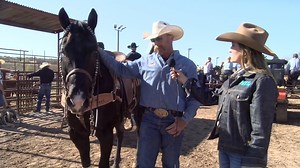 Tommy Thompson's origional horse that was consigned at Lot #55, Pepto In Style, came up with an injury. With that being said, he filled the gap by consigning his personal horse REV in The Horse Sale at Rancho Rio. Find out more about Rev. CC: Rancho Rio, Yost Events Watch The Horse Sale live at 5 p.m. MST at https://www.liveauctions.tv/auction/750/detail. | The Team Roping Journal Magazine