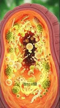 What Happens Inside Your Body After Drinking Orange Juice | 3D Anatomy Animation