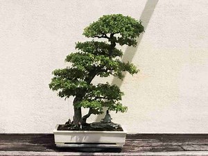 Can you Grow Juniper Bonsai Indoors? - Love For Bonsai