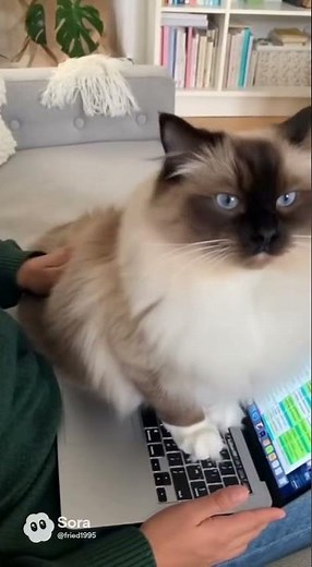 Gato Dramático se Acuesta en la Laptop para Pedir Mimos (VIDEO GRACIOSO)