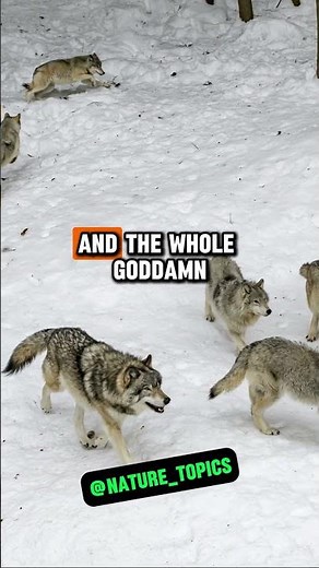 Close Call: 20 Wolves Charge at Me | Glenn Villeneuve & Joe Rogan #jre #shorts #joerogan