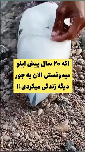 ‎احساسی | سردی | کبد | لاغری | گوارش | درد | مفاصل | پوست‎ | ‎⭕️برای رفع ریشه ای سردی بدنت کلمه « شفا » بفرست⭕️ . @sehat.zendegi #سردی #سردی_بدن #سیاهدانه‎ | Instagram