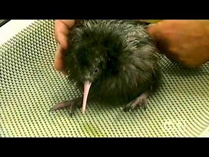 Kiwis for Kiwi