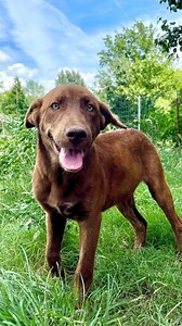 2.7K views · 83 reactions | If you’ve been waiting for a sign to adopt… this is it  Kona is the total package! Gentle, goofy, loyal, and ready to find her forever family. BONUS: she’s well-trained thanks to Cristina at @fusion_dog_training_co ✨ Learn more and apply to adopt at MHLRM.com #labsofinstagram #dogsofinstagram #labradorretrievers #rescue #rescuelabs #milehighlabmission #adopt #denvercolordo #coloradodogs | Mile High Labrador Retriever Mission | Facebook