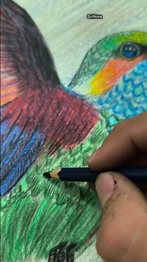 El secreto del colibrí. #animales