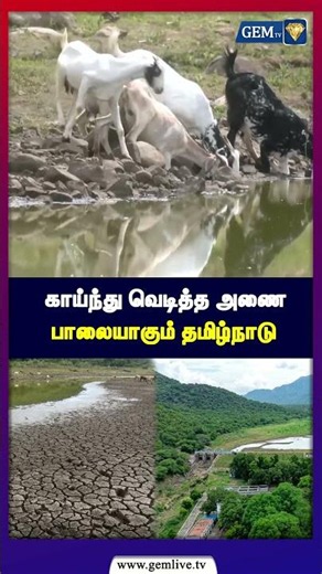 காய்ந்து வெடித்த அணை பாலையாகும் தமிழ்நாடு | madurai | Palamedu | Agriculture | Gem TV