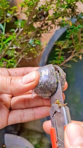 very practical, how to graft using moss 🌳