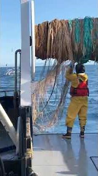 B Season Trawling for Pollock, Gulf of Alaska