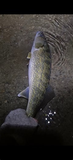 Big Walleye Released #fishing #walleye #walleyefishing
