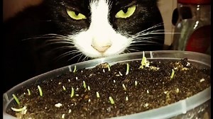 63K views · 506 reactions | You can feel spring is just round the corner which can mean more hairballs as your cat sheds their winter coat, so this is the best time to try our cat grass kits which provide extra fibre to help with digestion  they start from £2.49 with free delivery across the UK just click https://www.catfurnature.co.uk/catgrass.html To order and make your cat happy  Thanks to our awesome customers for these super photos!  | Cat Fur Nature .co.uk | Facebook