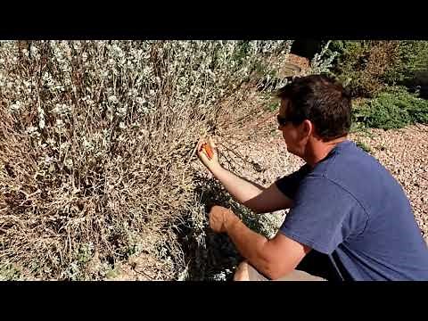 Texas Sage Bush Trimming EASY! garden