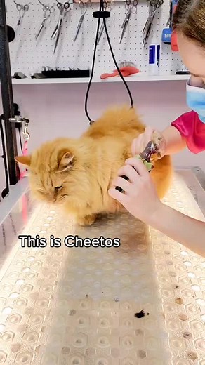 Cat Grooming: From Clipping Nails to Pet Cologne | TheGroomi Cat