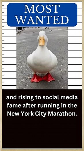 DUCK Hall of Fame: Meet WRINKLE, the Marathon Duck 🦆