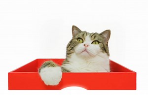 Maru the Cat Stars in Uniqlo's Lucky Cube Commercial
