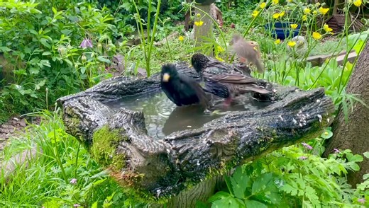 173K views · 10K reactions | Just filmed the first fledgling Starling in our garden joining its dad and others for a bath then watch as the sparrows come for a shower from the starlings, short video clip to make you smile | The Mouse family that live by the brambles | Facebook