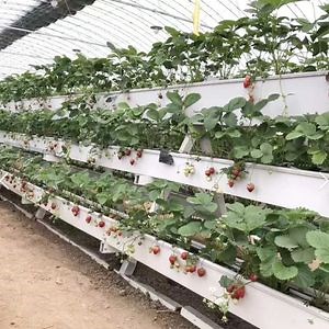 [Hot Item] Hot Sale Fish Farming Aquaponic System Fish Greenhouse Hydroponic Systems