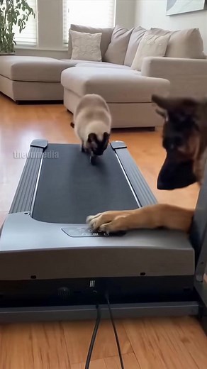 Cat's Treadmill Workout Turns Into Epic Chase! #cat #dog #funny #pets | Vu Visuals