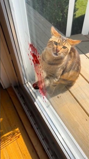 Injured cat asking me for help.💔