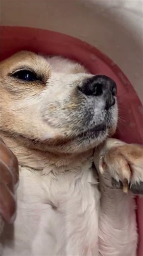 Cutie pie#Luna🥰#STTM🥰