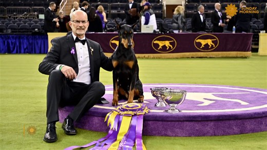 Martha Teichner gets a front-row seat to the 150th Annual Westminster Kennel Club Dog Show, where dogs compete for Best in Show. | CBS Sunday Morning