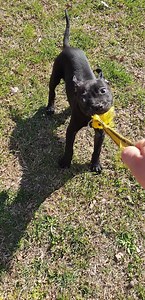 116 reactions · 8 comments | 3,5 months BACK VENOM & BLACK VOODOO | Serban's APBT | Facebook