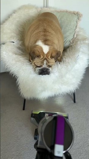 BISSELL Pet Hair Eraser Turbo 2454F | You Won't Believe How Much Hair!