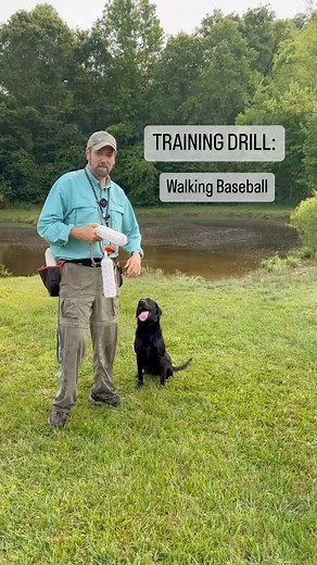TRAINING DRILL: Walking Baseball - this is a great drill to work on straight backs, angled backs, and overs. All while keeping it fun for the dogs. REMEMBER TO KEEP TRAIN IN THE MORNING OR AT NIGHT DURING THE SUMMER! #dogtrainingdrills #retrievertraining #retrieverdrills | Sporting Life Kennels