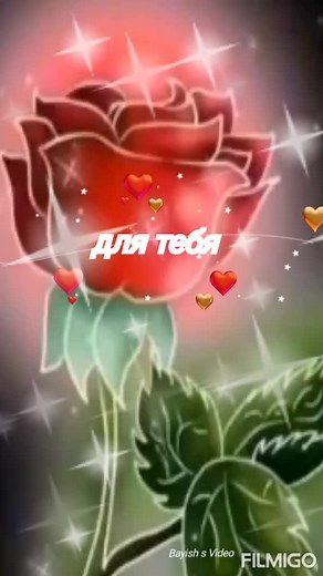 Vibrant Close-Up Shots of Roses and Tulips