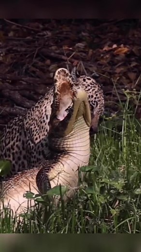 Jaguar Hunting Crocodile #FYP #jaguar #crocodile #wild #wildlife #wildanimals #animalkingdom #hunting #attack
