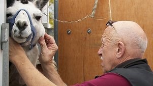 The Incredible Dr. Pol: Season 17 Episode 3 Supe-Pol-stitious