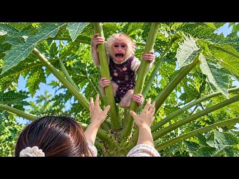 Monkey Bobo's Naughty Prank Leaves Mom Worried and Stunned!