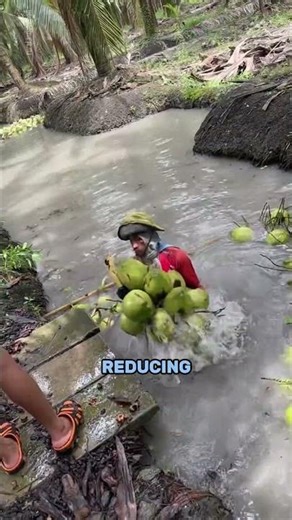 Smart Coconut Farming in Thailand 🇹🇭