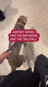 After a flight, when we land, I immediately find outside and find the pet relief area. We’ve just come back inside and now I’m finding the bathroom for Mum. I do this by scent, and always find the women’s room. .Once inside, I need to find the accessible stall so we can both fit. I do this by sight. Once inside, I stay standing off to the side or in front of Mum..Video description: A silver lab in a blue guide harness is guiding his handler in a fairly empty airport. He goes down one hallway and