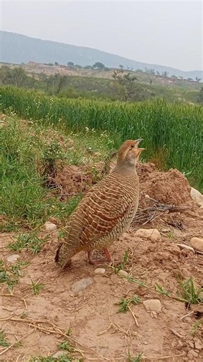 Gray Partridge Sound Calling | Teetar Ki Pyari Awaaz#GrayPartridge #TeetarSound #BirdVoice #Nature