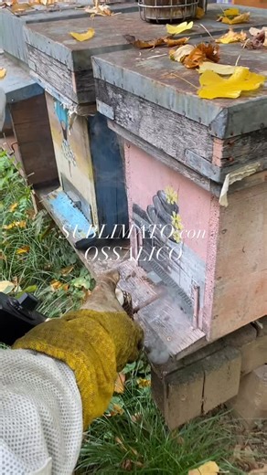 Il sublimatore riscalda l’acido ossalico a temperature tra i 160 e 200 ed oltre gradi Celsius, trasformandolo in vapore che si diffonde nell’arnia. In autunno 🍂 le temperature più basse permettono con questo metodo una maggior efficacia contro la varroa ed il sublimato e’ meglio tollerato dalle 🐝🐝. Il trattamento va ripetuto ad intervalli di 7/10 gg in base alla presenza di covata e/o varroa. #apiforever #lovebees | Lorella Azzurra Zanini