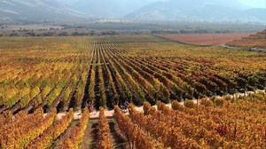 44K views · 1.4K reactions | If there is one thing we really know about is wine and food. Chile is home to some of the best wines in the world, which is why you will never get dissapointed when you go to dinner. Get to know the gastronomical wonders of our country with this video of Chile Travel - www.chile.travel | Marca Chile | Facebook