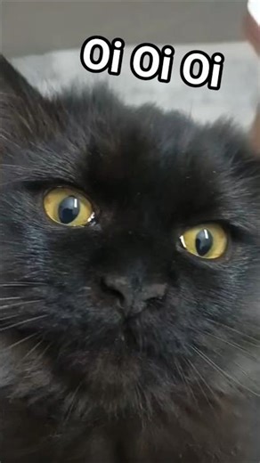 Onyx Does Oi Cat Like Leo